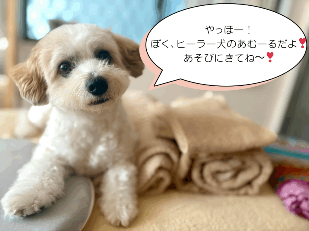 愛犬アムールくん